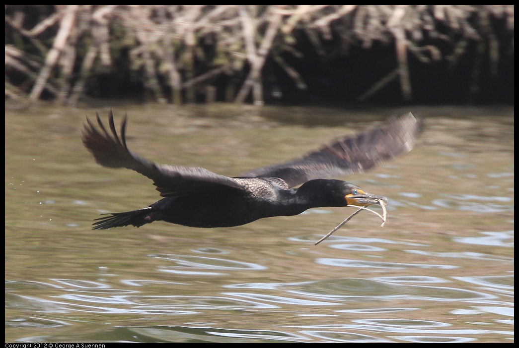 0430-133830-04.jpg - Double-crested Cormorant