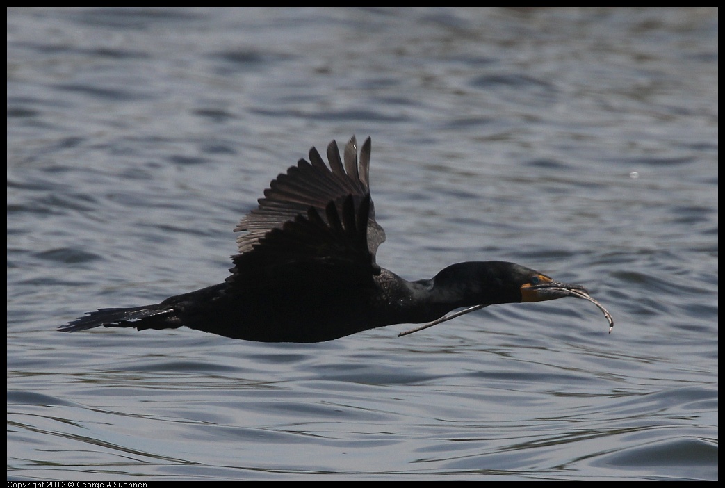 0430-133833-03.jpg - Double-crested Cormorant