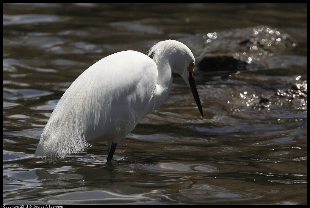 0430-134004-02.jpg - Snowy Egret