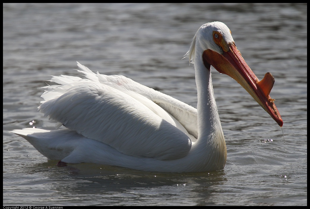 0430-134410-01.jpg - White Pelican