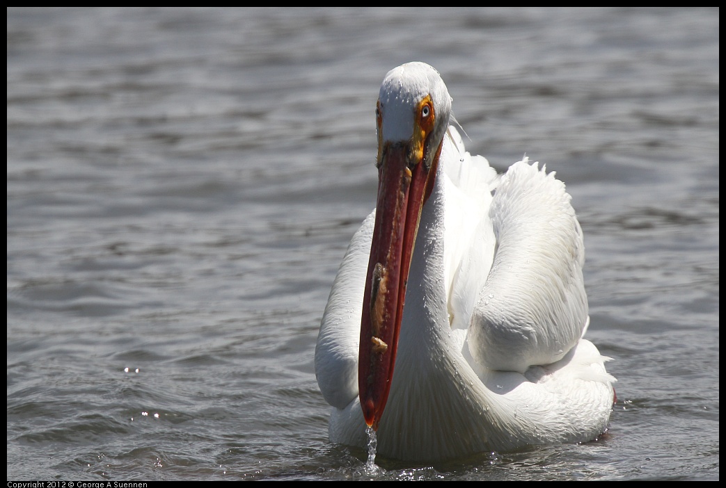 0430-134418-03.jpg - White Pelican