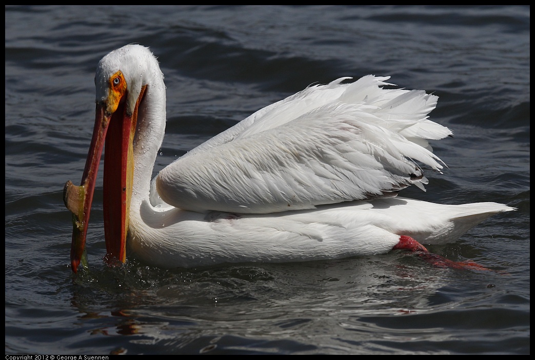 0430-134504-01.jpg - White Pelican