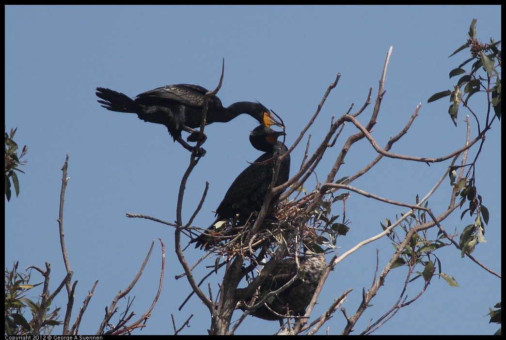 0430-135729-01.jpg - Double-crested Cormorant