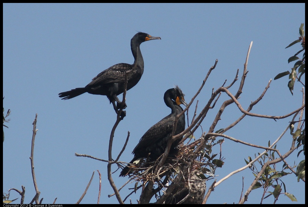 0430-135734-03.jpg - Double-crested Cormorant