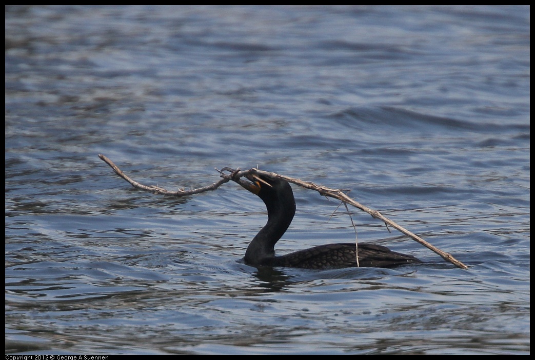 0430-140004-01.jpg - Double-crested Cormorant