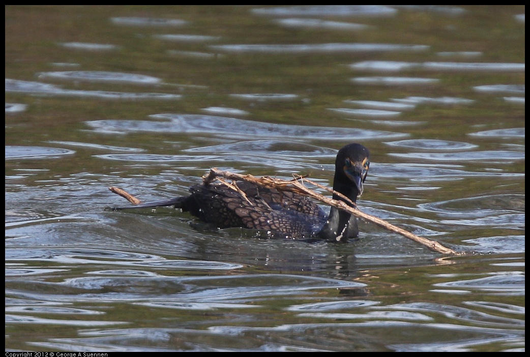 0430-140041-03.jpg - Double-crested Cormorant