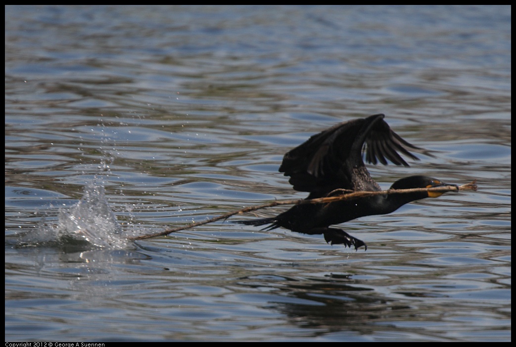 0430-140108-02.jpg - Double-crested Cormorant