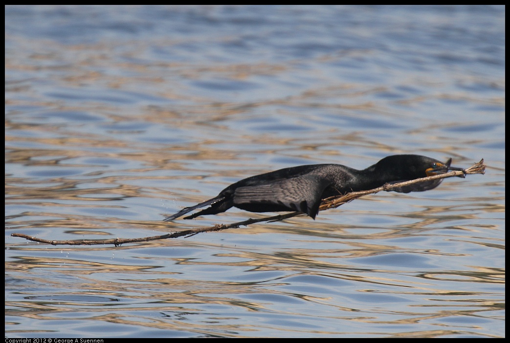 0430-140109-01.jpg - Double-crested Cormorant