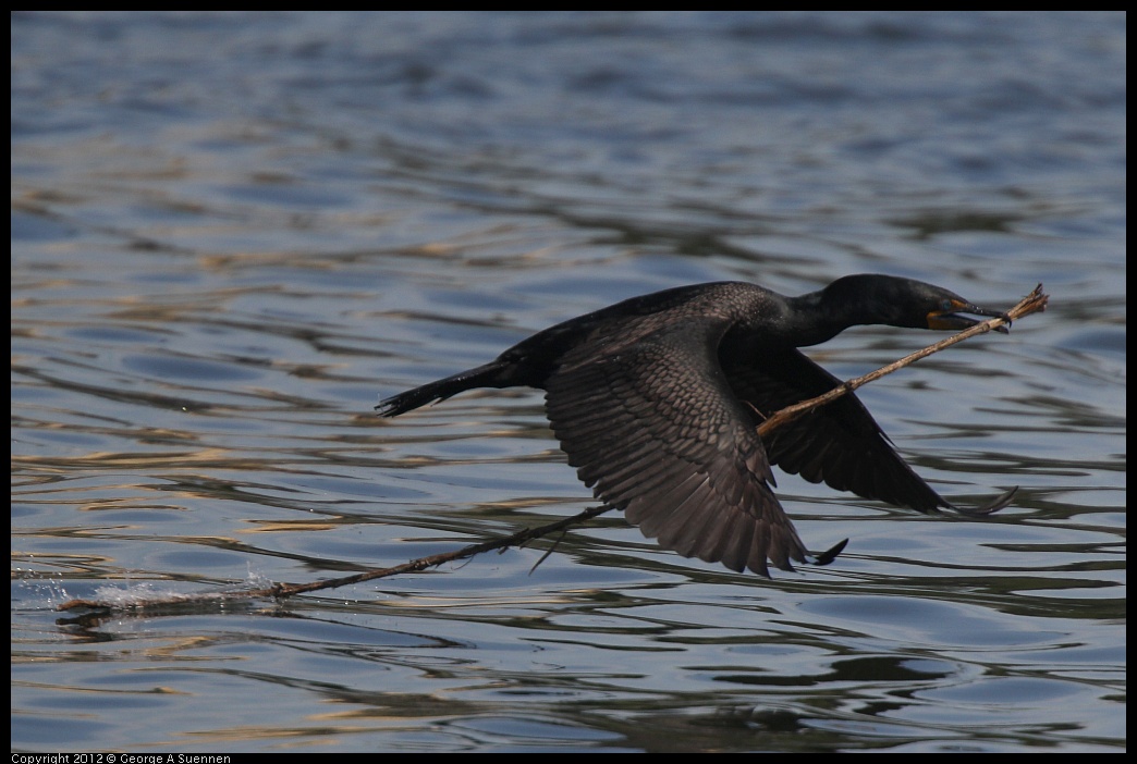 0430-140109-02.jpg - Double-crested Cormorant