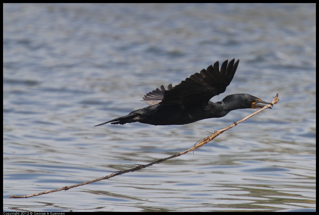 0430-140111-01.jpg - Double-crested Cormorant