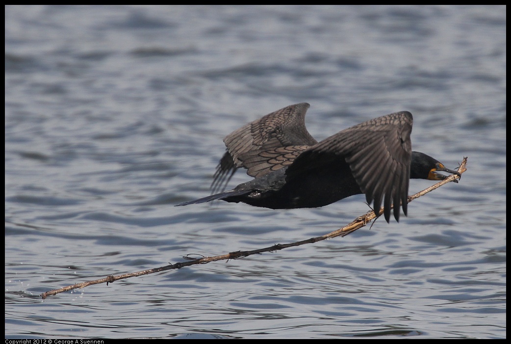 0430-140112-02.jpg - Double-crested Cormorant