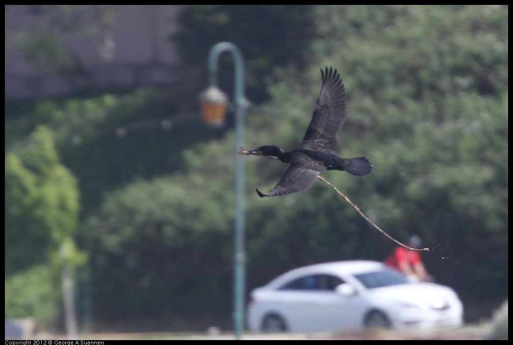 0430-140121-02.jpg - Double-crested Cormorant