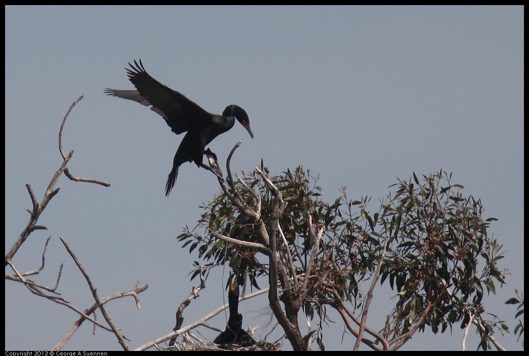 0430-140445-01.jpg - Double-crested Cormorant