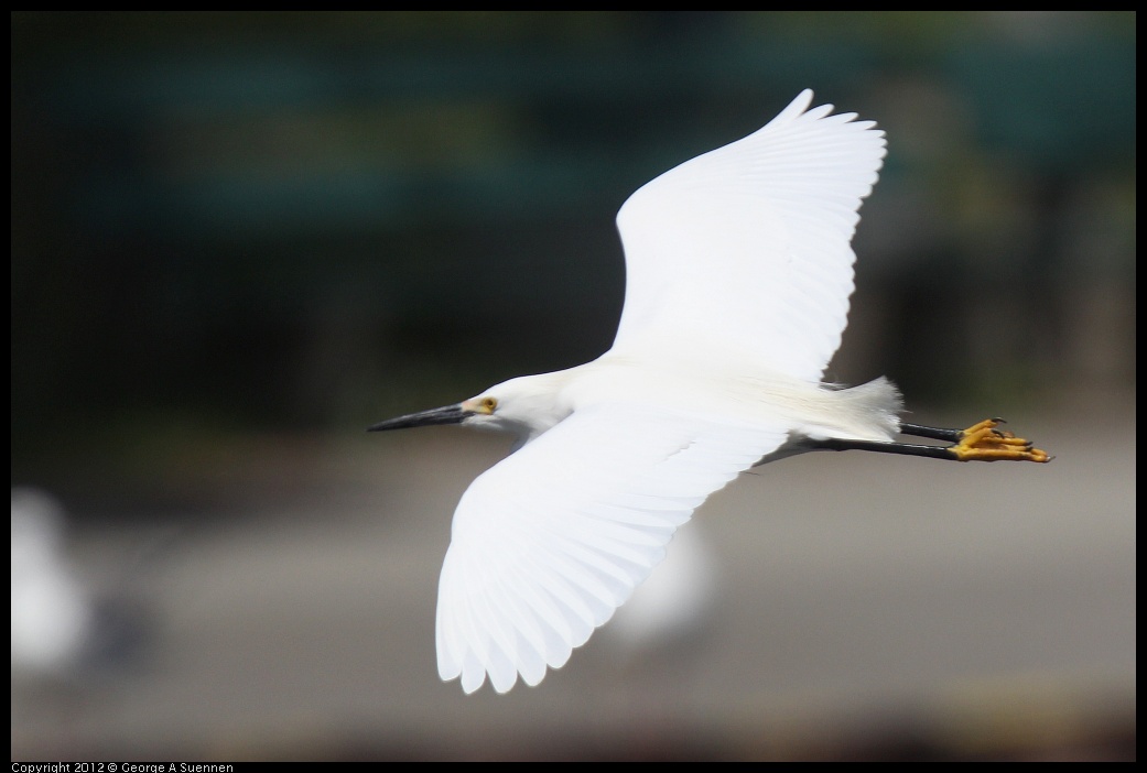 0430-140628-01.jpg - Snowy Egret