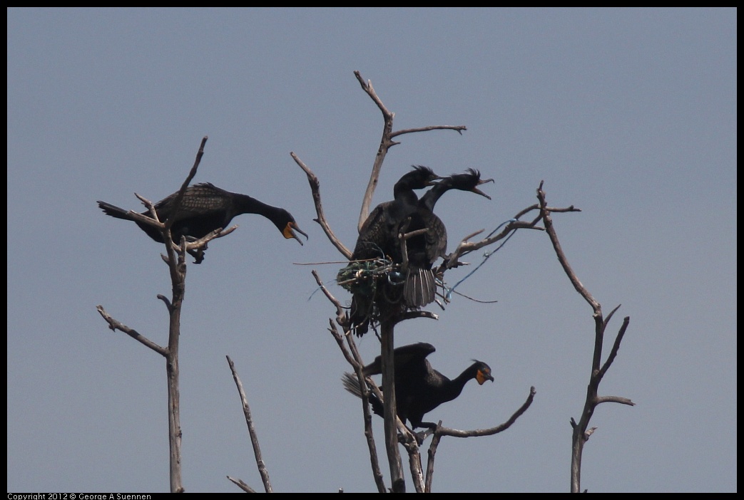 0430-140854-02.jpg - Double-crested Cormorant