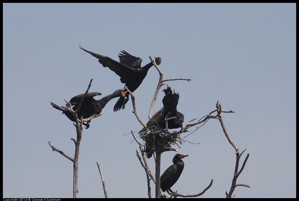 0430-140912-04.jpg - Double-crested Cormorant