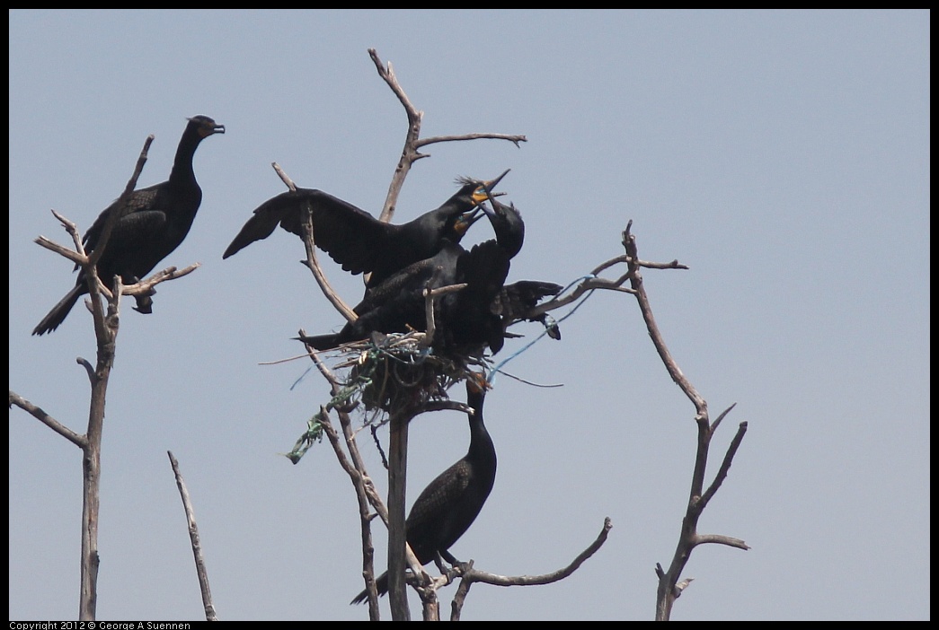 0430-140940-01.jpg - Double-crested Cormorant