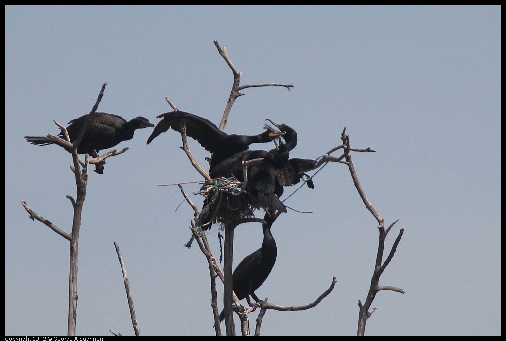 0430-140946-01.jpg - Double-crested Cormorant