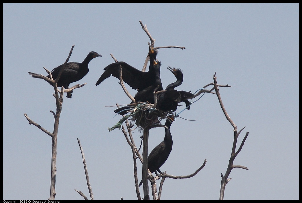 0430-140952-01.jpg - Double-crested Cormorant