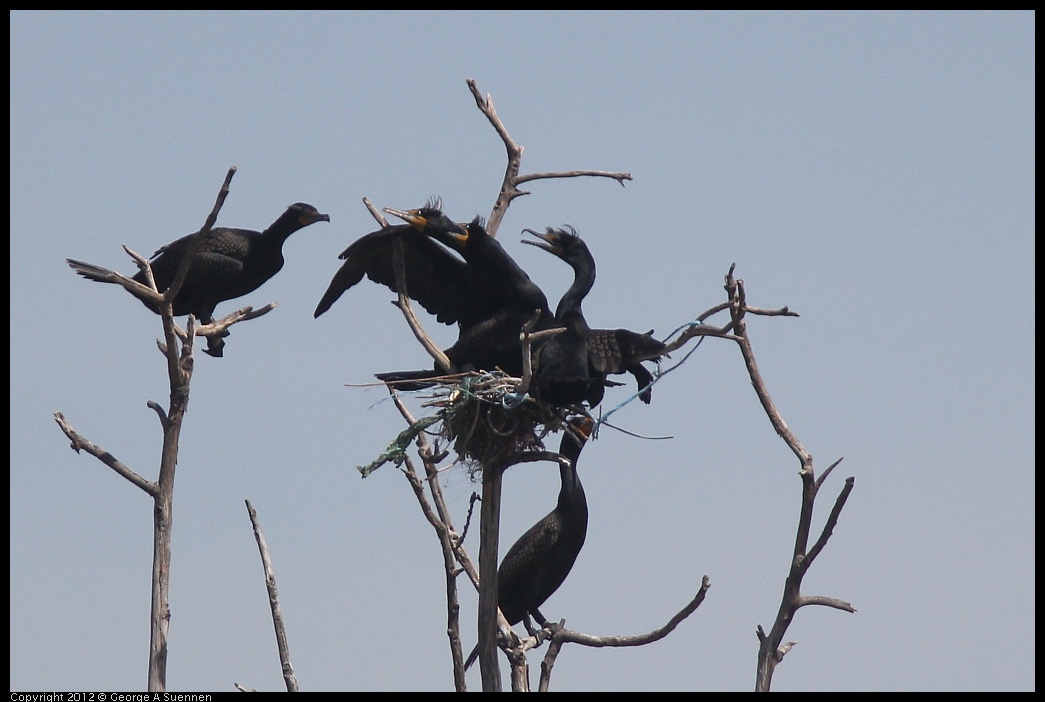 0430-140952-02.jpg - Double-crested Cormorant