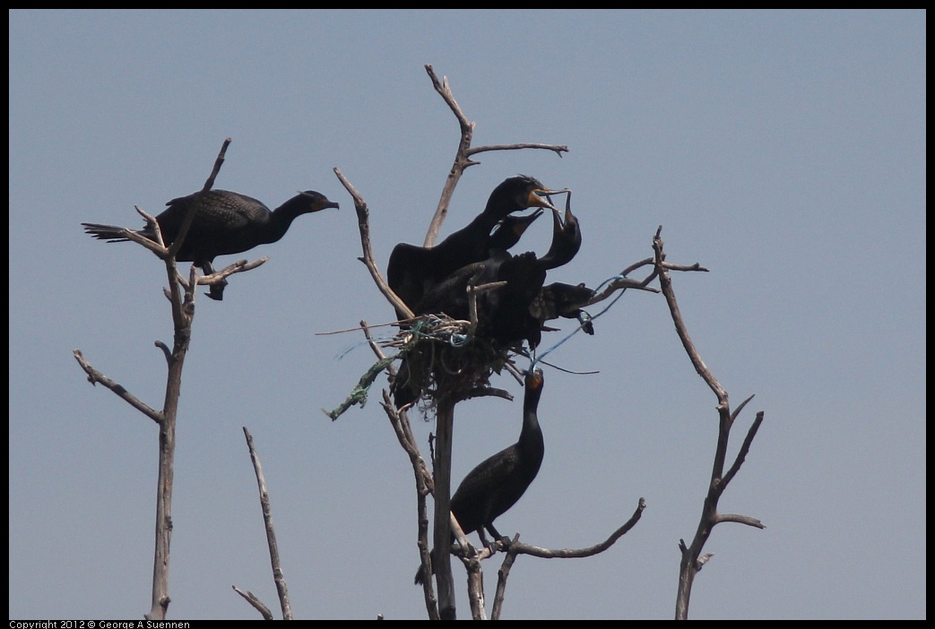 0430-141000-01.jpg - Double-crested Cormorant