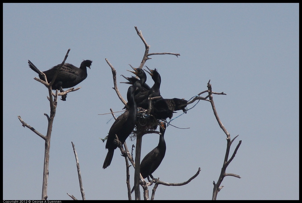 0430-141013-01.jpg - Double-crested Cormorant