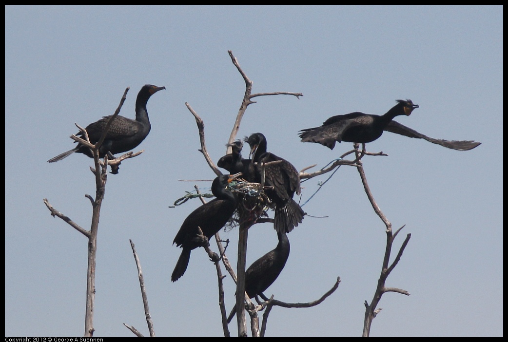 0430-141057-01.jpg - Double-crested Cormorant