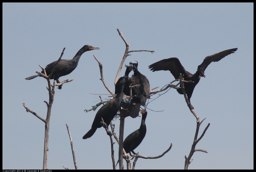 0430-141109-02.jpg - Double-crested Cormorant