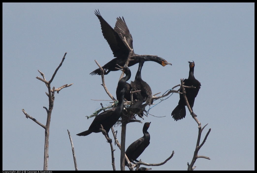 0430-141116-01.jpg - Double-crested Cormorant