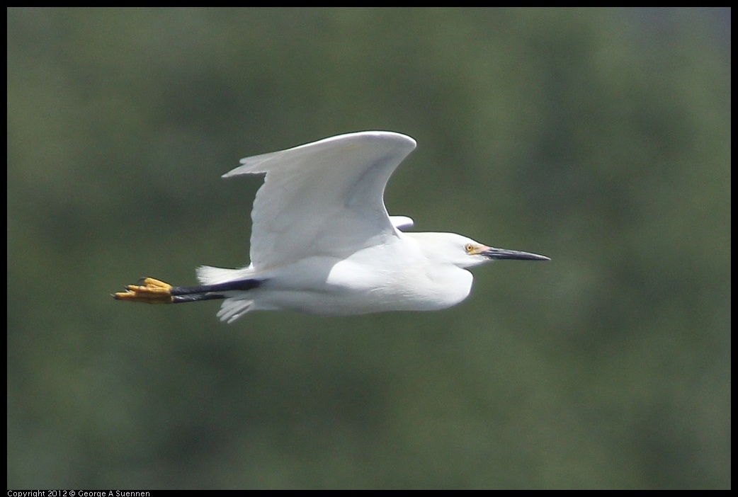 0430-141354-04.jpg - Snowy Egret