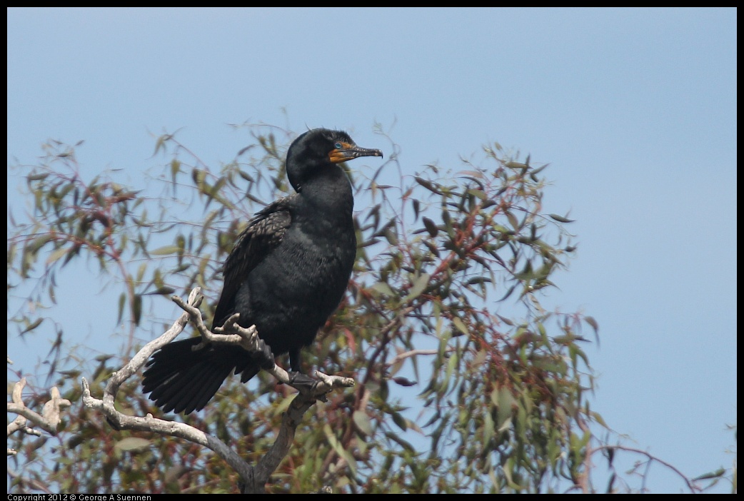 0430-141511-02.jpg - Double-crested Cormorant