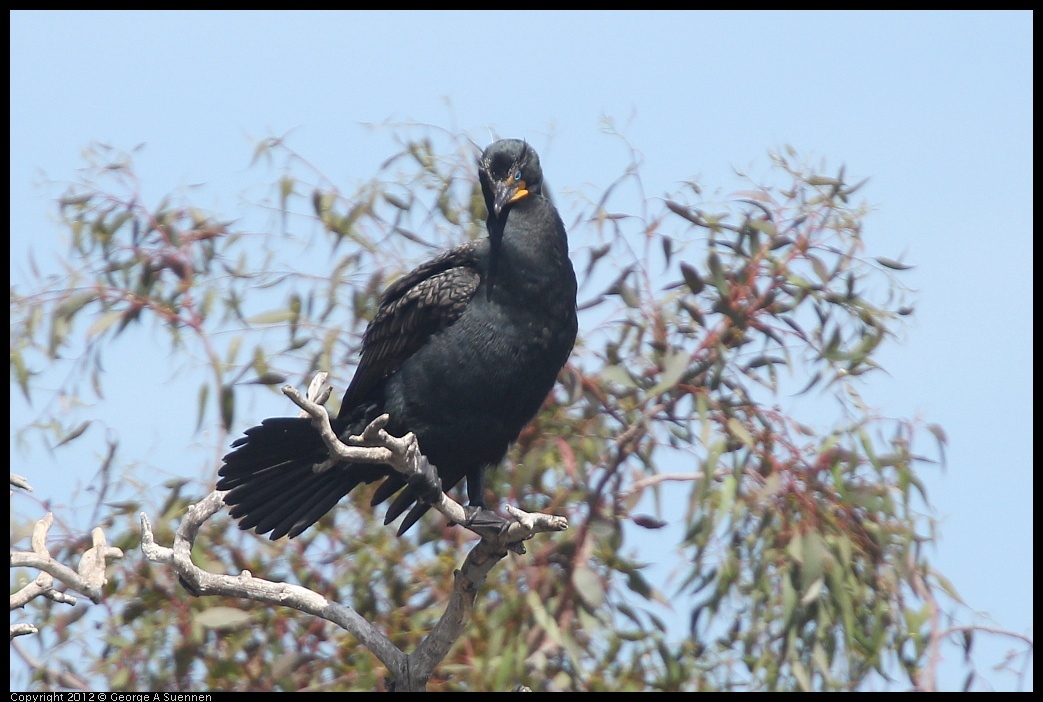 0430-141513-03.jpg - Double-crested Cormorant