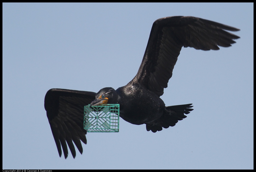 0430-141538-02.jpg - Double-crested Cormorant