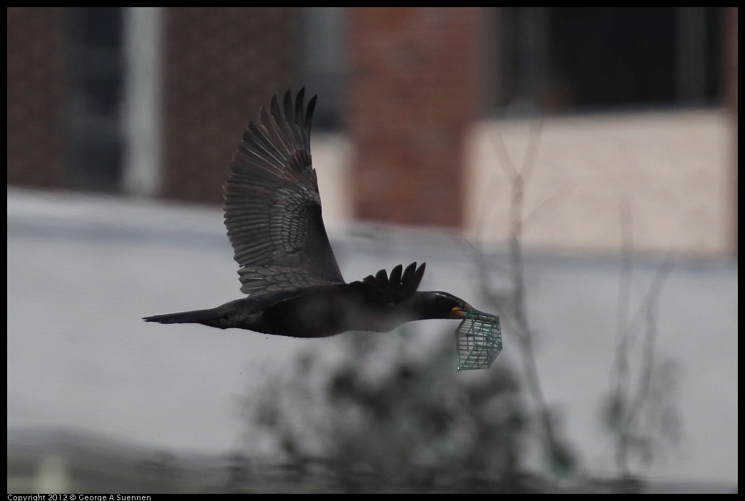 0430-141548-01.jpg - Double-crested Cormorant