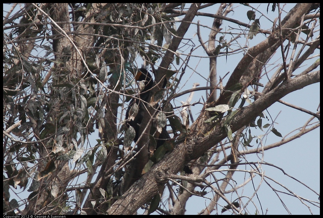 0430-141651-02.jpg - Double-crested Cormorant