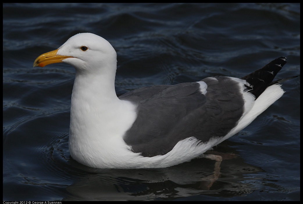 0430-142105-02.jpg - Gull