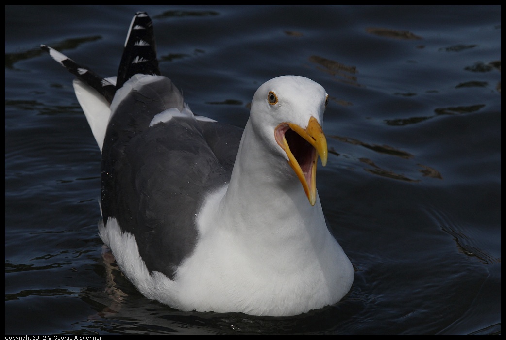 0430-142143-02.jpg - Gull