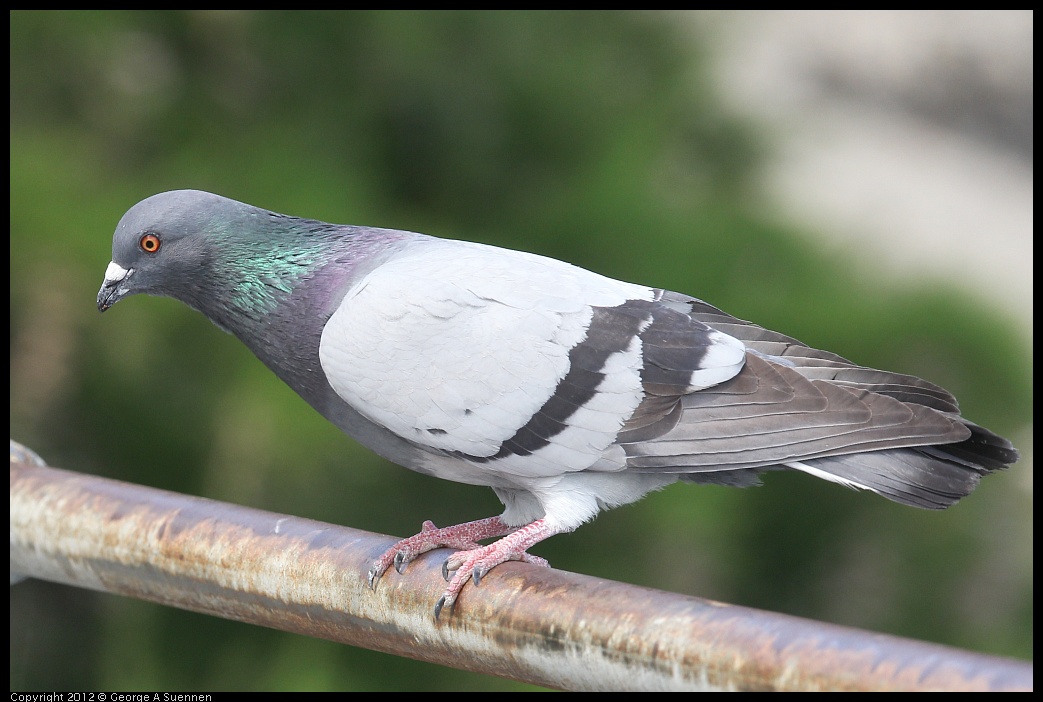 0430-142222-01.jpg - Rock Pigeon