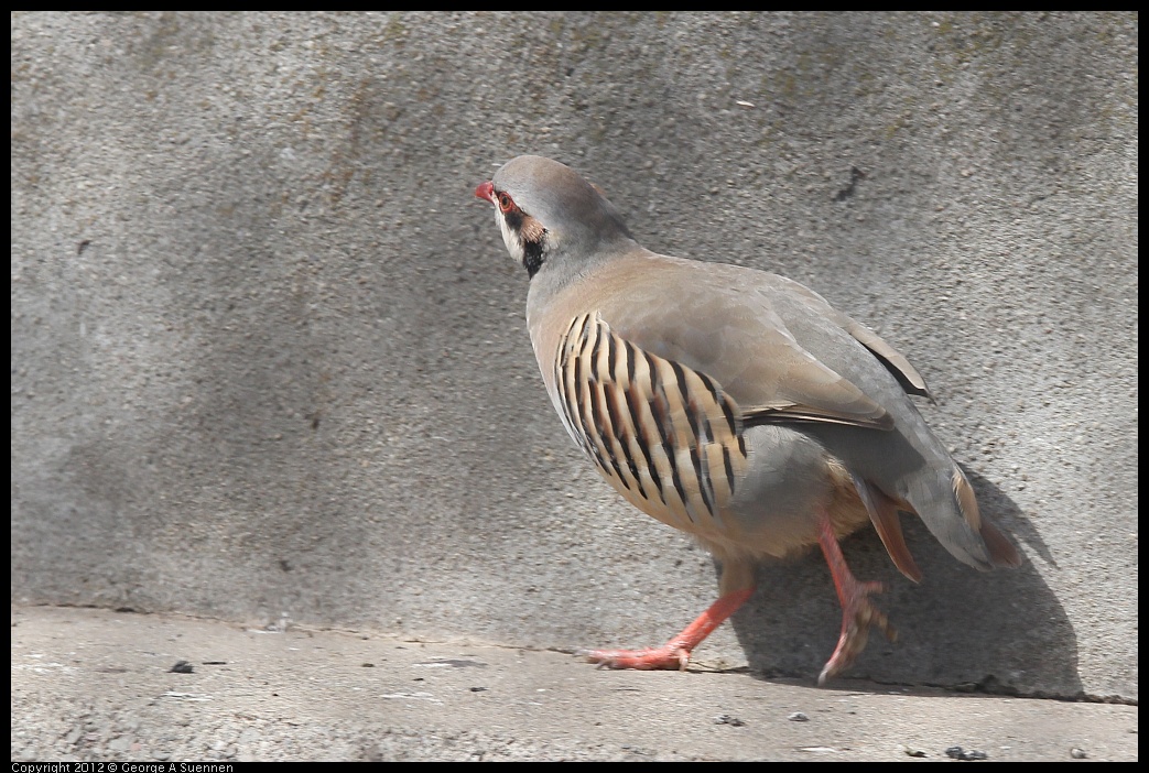 0430-142456-02.jpg - Chukar