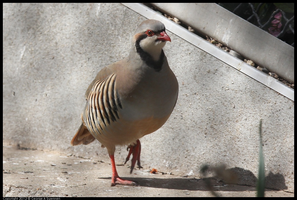 0430-142513-01.jpg - Chukar