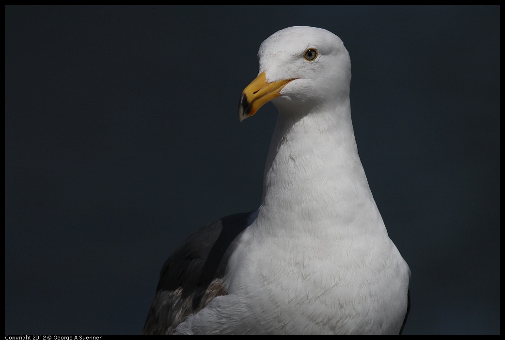 0430-142615-01.jpg - Gull