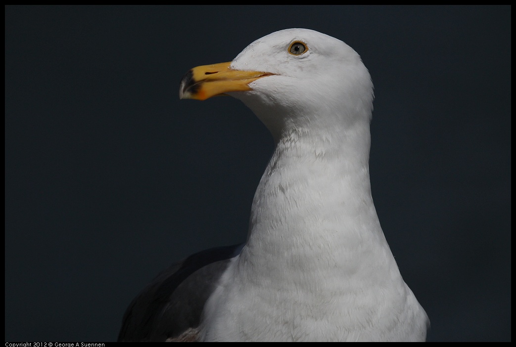 0430-142616-01.jpg - Gull