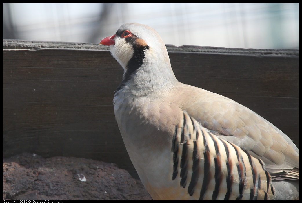 0430-142733-01.jpg - Chukar