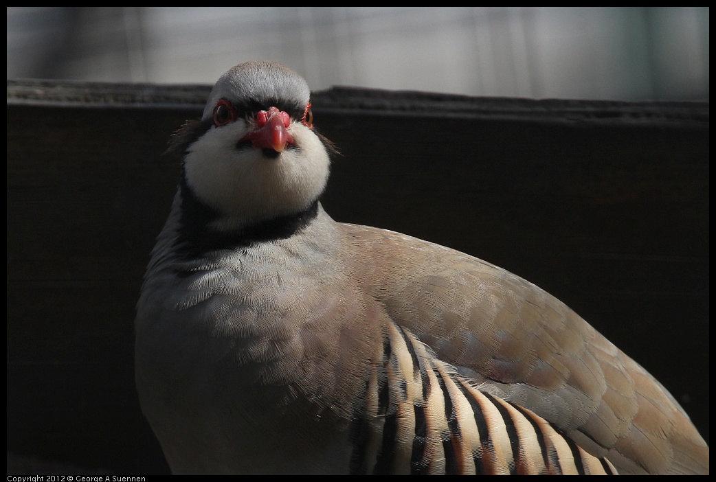 0430-142745-03.jpg - Chukar