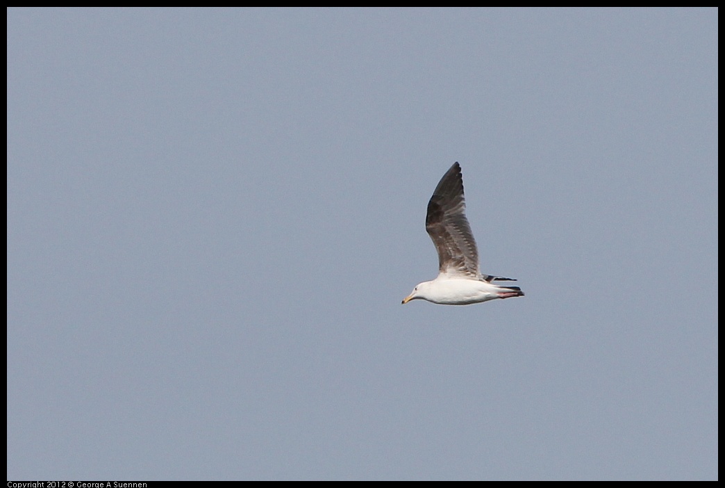 0502-081447-01.jpg - Gull