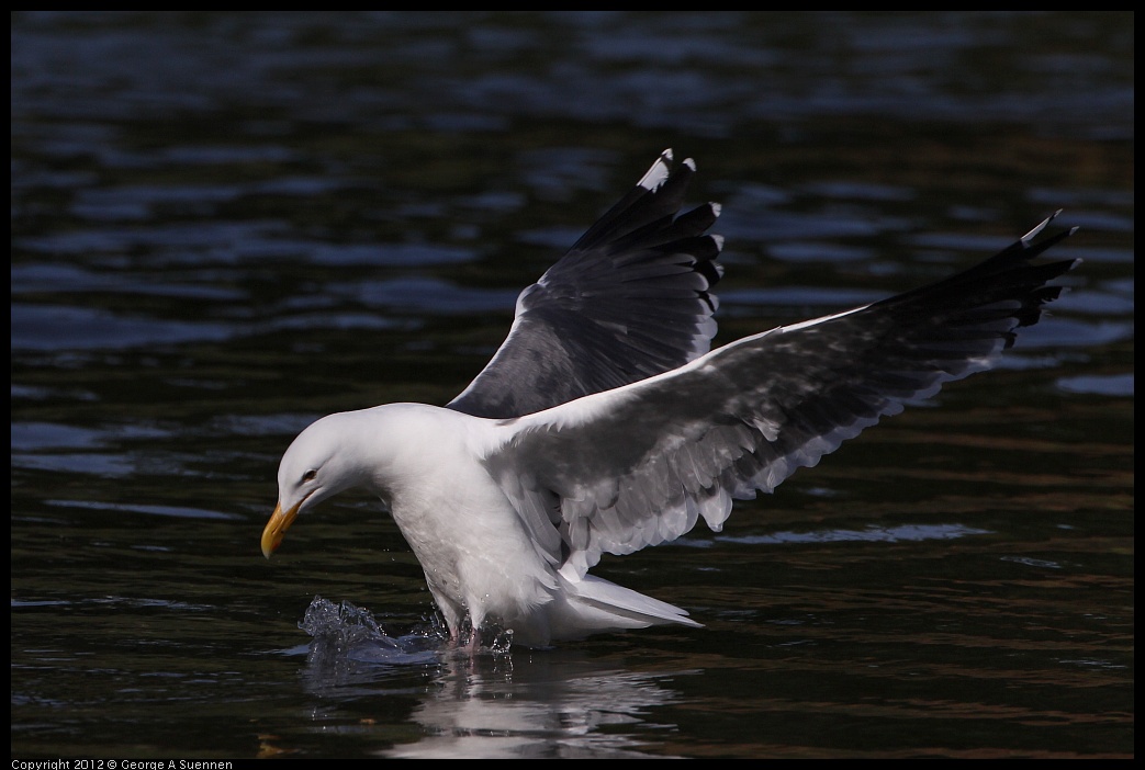 0502-081453-02.jpg - Gull