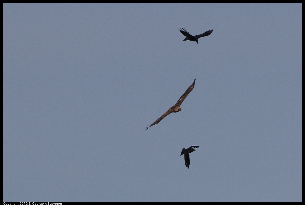 0502-082020-03.jpg - Red-tailed Hawk and American Crow