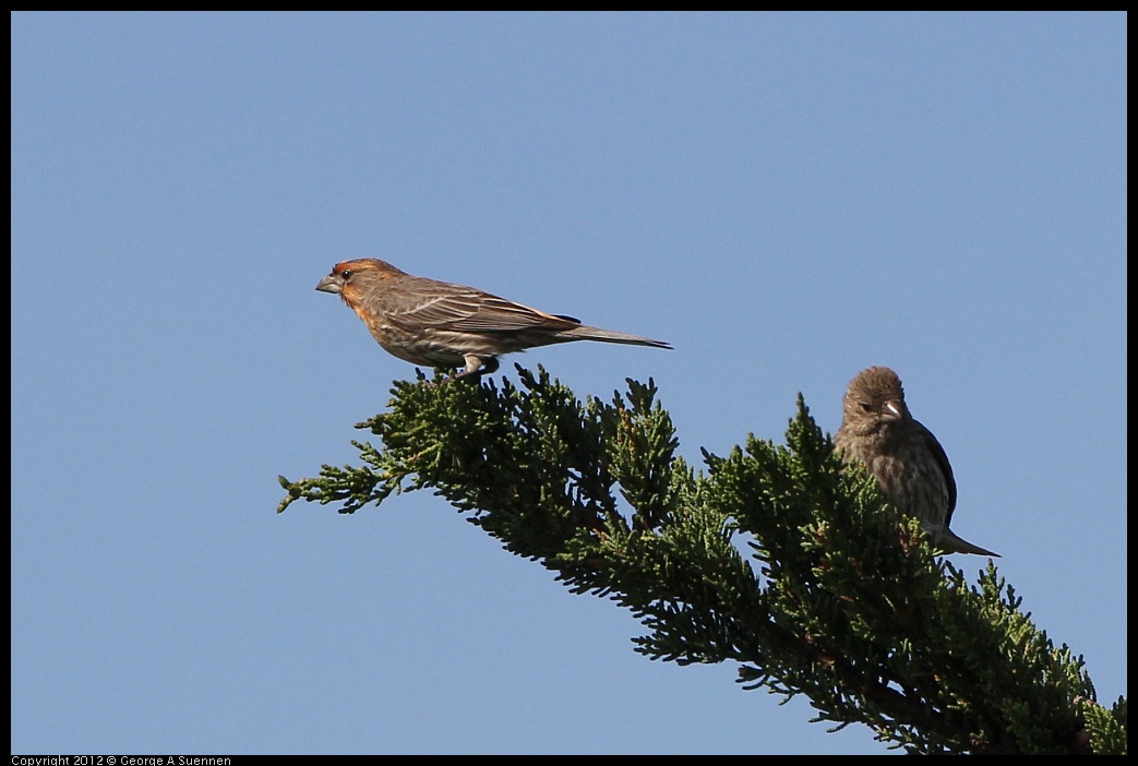 0502-082052-01.jpg - House Finch