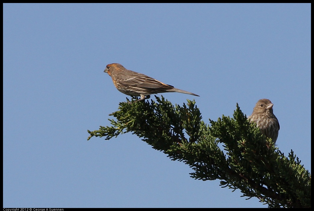 0502-082053-02.jpg - House Finch