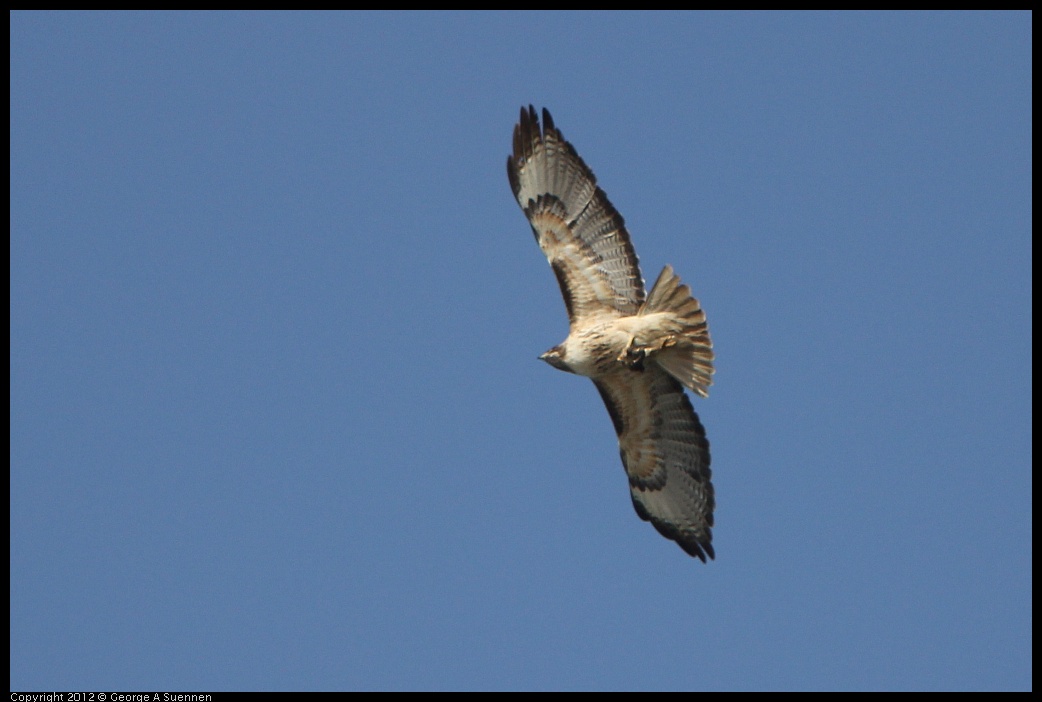 0502-082203-01.jpg - Red-tailed Hawk and American Crow